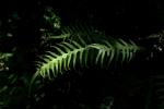  442  fern6.jpg